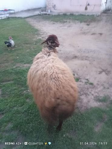 qoyunlar: Erkey toğulu satılır istəyən olsa yazsın video sun atım baxın real — 3