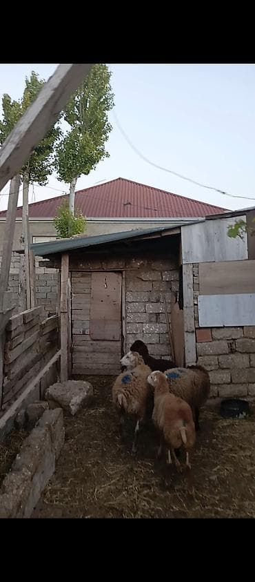 cins it: Erkey quzular super kök quzudular qurbana yararlıdı 7 ayini kecib diri — 2