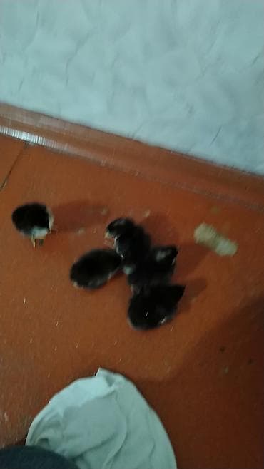 Грызуны: Məhsul: Cücələr (qara tüklü, sinə və qarın nahiyəsində ağ ləkəli) — 5