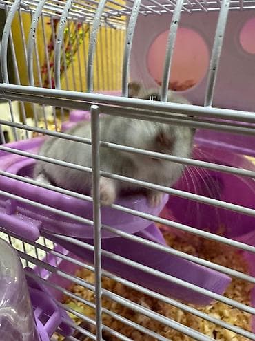 qəfəs: Hamster qəfəsi – çoxmərtəbəli oyunlu model Satiram cunki evde cox — 3