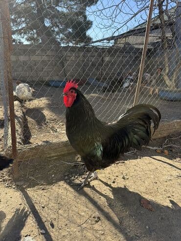 Xoruzlar: Qara rəngli xoruz - Rəng: tam qara, lələkdə yaşıl parıltı - Başlıq — 2