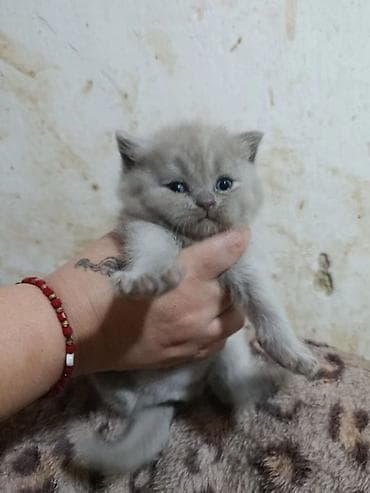 pişik cütleşdirmek: Şotland yastı qulaq — 4