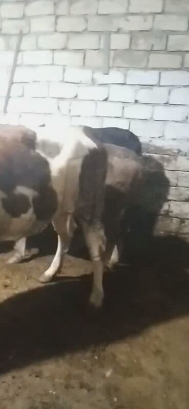 cücə və xoruz təmsil: Dişi, Simental, il: 1, 550 kq, Ətlik — 5