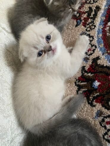 Britan, Dişi, Yaxşı əllərə, Ödənişli çatdırılma, Ünvandan götürmə, Pulsuz çatdırılma