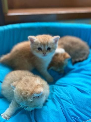 pişim: Britan — 8