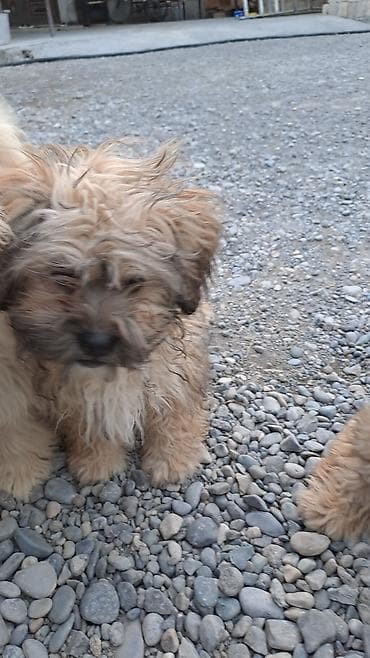 itlərin təlimi: Bolonka, 3 ay, Erkek, Peyvəndli, Ünvandan götürmə — 2