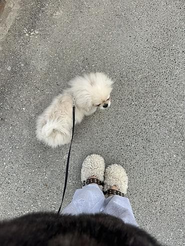 gözəllik salon: Cins it pekines Ərkəy 4 aylığ Qurd dərmanı verilib 2 dəfə Peyvən — 3