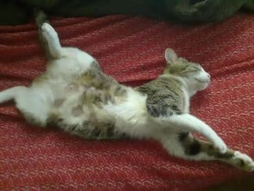 объявление о продаже собаки: Dişi, Yaxşı əllərə — 5