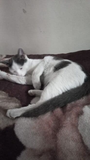 Ловит мышей, мух, комаров. Характер твердый, своенравный. Кошка не