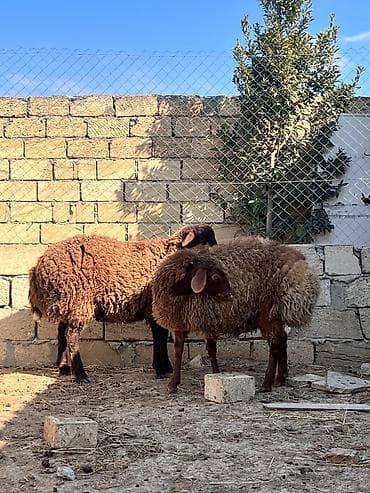 Salam iki eded Erkey quzu satılır həm kəsimə həm damazliqa lalafo.az -da Salam iki eded Erkey quzu satılır həm kəsimə həm damazliqa