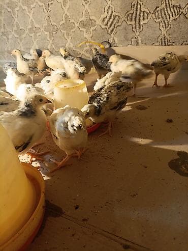 quş xana: Toyuq cücələri, Ətlik, Ünvandan götürmə — 5