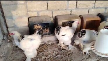 pişik su wabı: 8 ayliqdilar.Temiz qan Layt brama.Saglam xoruzlardi.Fere yoxdu.Unvan — 2