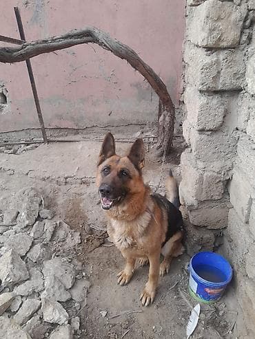 pishik evi: Alman çoban iti, 3 il, Dişi, Ünvandan götürmə — 6