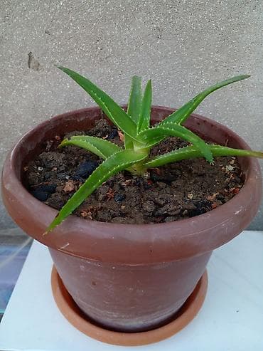 ev gülleri ve adları: Aloe vera (sukulent) – gil qabda - Bitki: Aloe vera (şirəçi/sabir) — 1