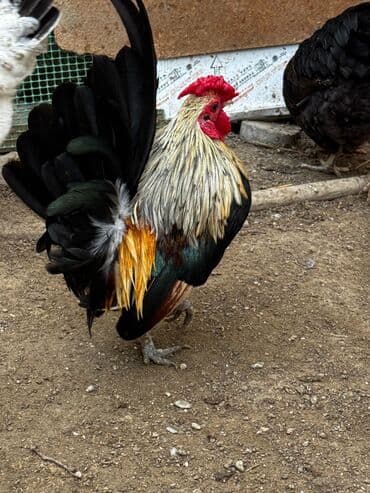 heyratı o şamo: Xoruz, Yapon, il: 1 — 6