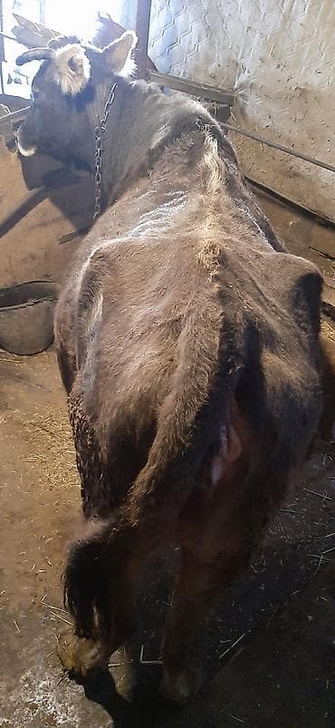 Digər heyvanlar: Məhsul: İnək subaydi vacap akdivdir Təsvir: - Şəxsi təsərrüfatdan — 1