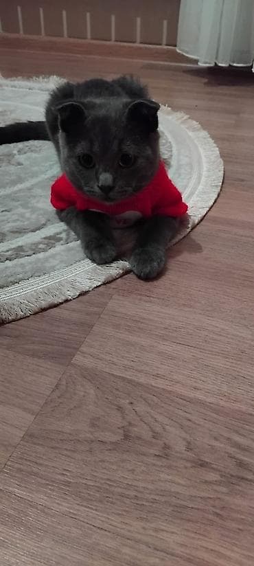 ev pisikleri satışı: Pişik satılır 100-manata. Şotlan pişiyi. oğlandır — 4