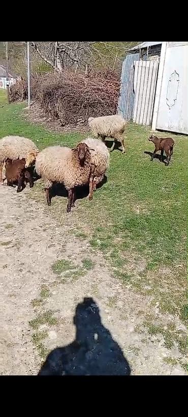 coban iti satilir: 2 baş şişək qoçunu alıb boğazdır 2baş da balalı qoyun qoyunun biri 4 — 1