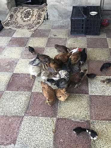 heyrati cucesi: Toyuq cücələri, Ətlik, Ödənişli çatdırılma, Ünvandan götürmə — 2