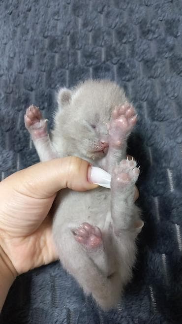 disi it adlari: Şotland — 6