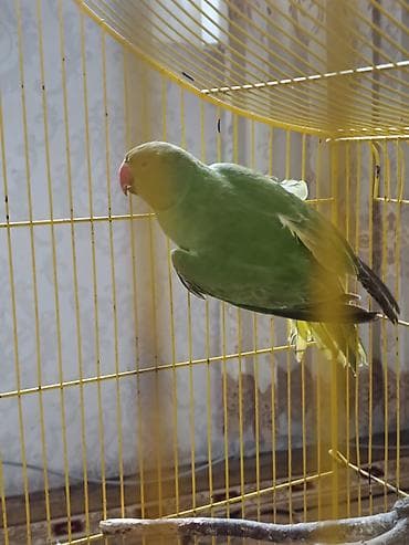 2.5YARIMLIQ DIWI.OJERELLA SATILIR.UCUZ QIYMETE. TAM SAGLAM QUWDUR lalafo.az -da 2.5YARIMLIQ DIWI.OJERELLA SATILIR.UCUZ QIYMETE. TAM SAGLAM QUWDUR