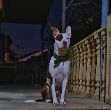 menali it adlari: Pitbul, Dişi — 4