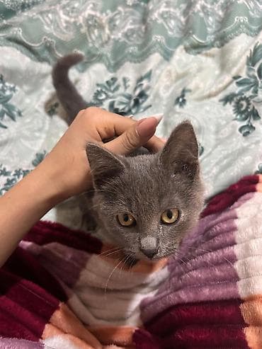 boyuk akvarium: Şotland yastı qulaq — 4