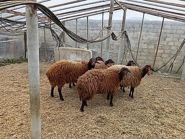 qala qoyunlar: Dişi, Qala, il: 1, 50 kq, Damazlıq, Ünvandan götürmə — 6