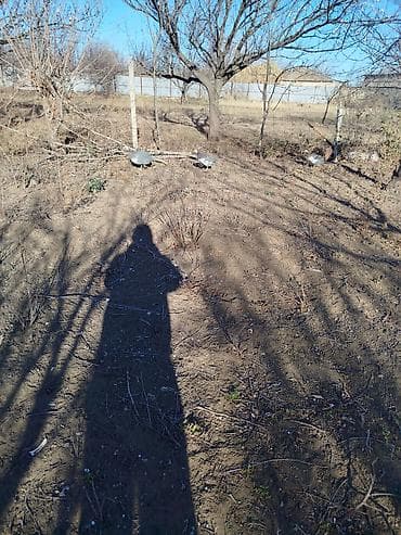 qızıl balıq satışı: 3 ədəd start.2 fərə bir xoruz keçən ilki yumurtlayan — 1