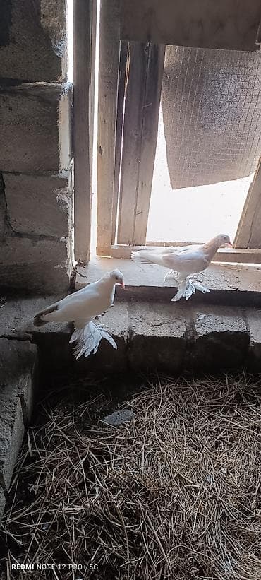 qus qefes: Cüt 35m sağlam quşlardi — 1
