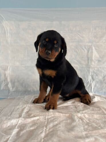 Rotveyler, 2 ay, Dişi, Peyvəndli lalafo.az -da Rotveyler, 2 ay, Dişi, Peyvəndli