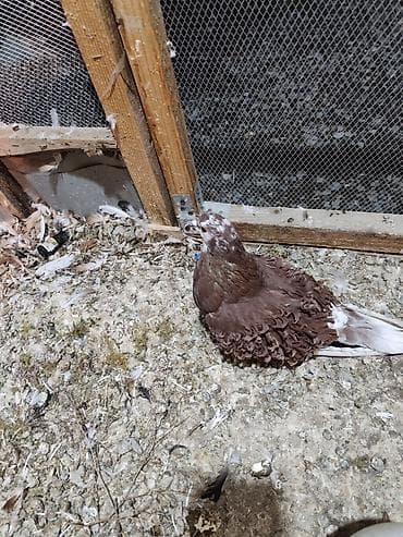 keci satilir: Maya kirpi satılır — 4