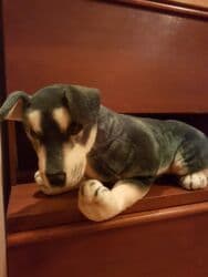 azərbaycan it adları: Oyuncaq İt. Çin istehsalı. Uzunluğu 75 sm. Qiyməti - 50 azn — 12