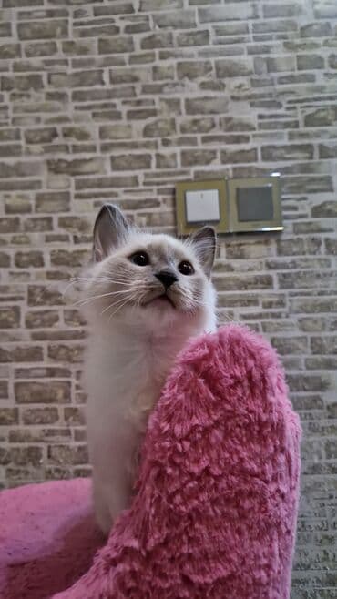 pişik cins: Dişi, Pulsuz çatdırılma — 2