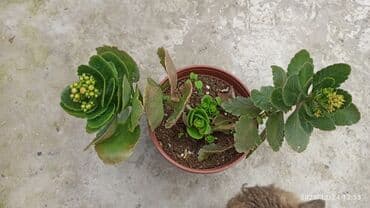 Кухонные принадлежности: Kalanxoe (Kalanchoe) – saksı sukulenti - Növ: Kalanxoe (çiçək açan — 5