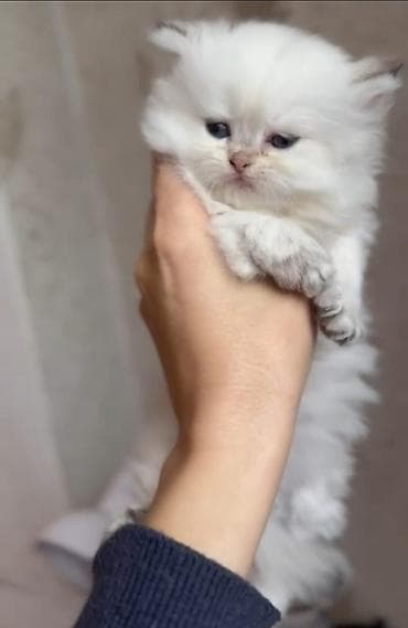 qold pişik: Şinşilla, Erkək, Dişi — 2