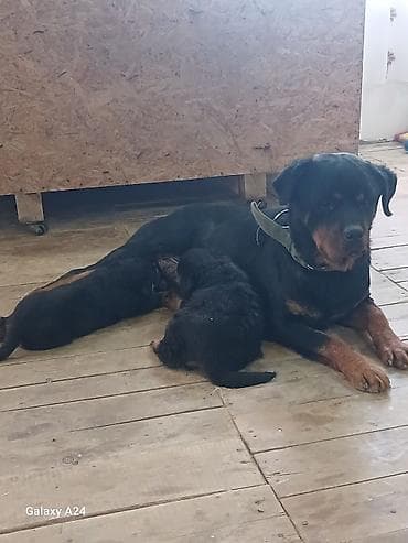 toy pudel satilir: Rotveyler, Peyvəndli — 8