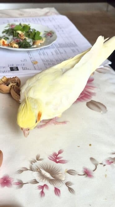 bala keçi: Tecili gizgin maya satilir, esil cute vurmag vahtidir, ele oyreshib — 1