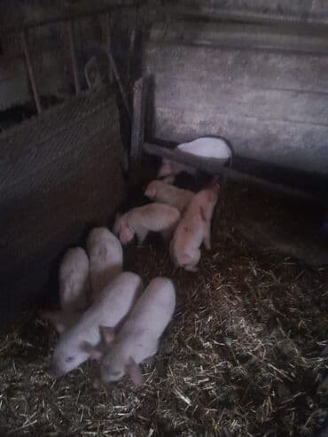 Subaru: 2 ana 9bala real alici narahat elesin — 4