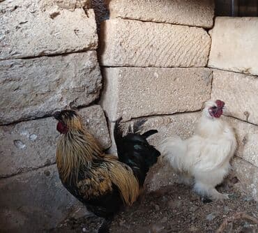 xoruzun nece rengi var: Xoruz, il: 1 — 3