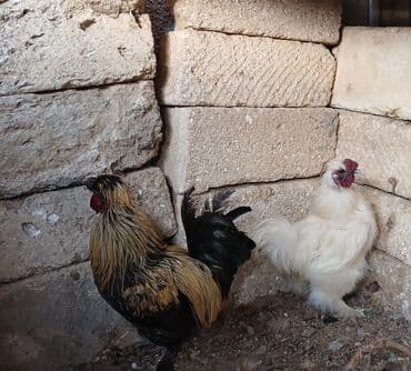 İtlər: Xoruz, il: 1, Ünvandan götürmə — 3