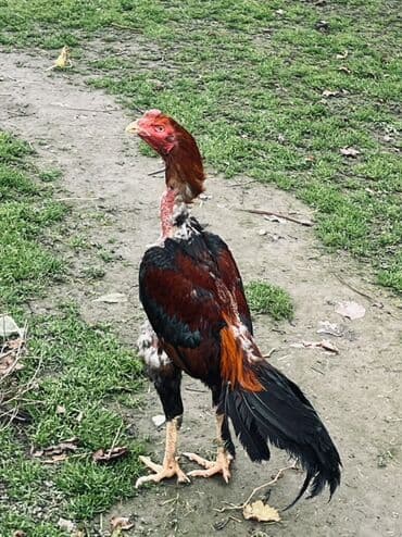 cücə və xoruz təmsil: Heyratı xoruz satılır 1 il 3 aylıq. Cins: Uzunboyun, sərt bədən — 8