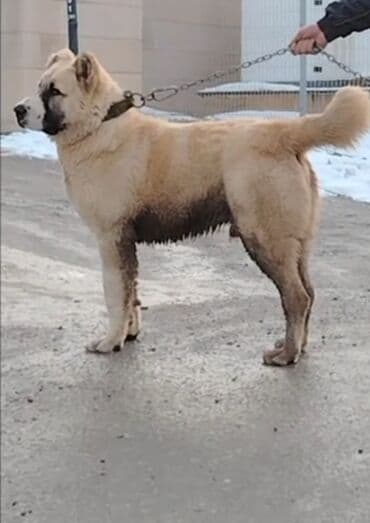 kangal itləri: Alabay, 10 ay, Erkek, Peyvəndli — 3