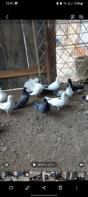 Göyərçinlər: Ev göyərçinləri – bir qrup müxtəlif cinslər: - Qartopu kimi ağ — 1