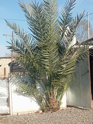 Xurma palması (Phoenix dactylifera) – dekorativ iri ölçülü palma -