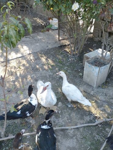 hind qusu: Muscovy ördəkləri (hind ördəyi) – müxtəlif rənglərdə - Rənglər — 6