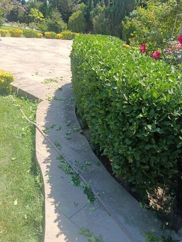 yonca toxum: Qazon çatrlma qurasdirma torf gubresinn satişi butun yasiliqa aid — 25