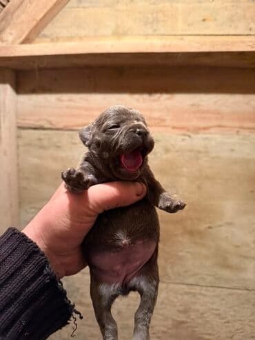 акита ину цена в баку: Американский бульдог, 1 месяц, С прививками, Платная доставка — 2