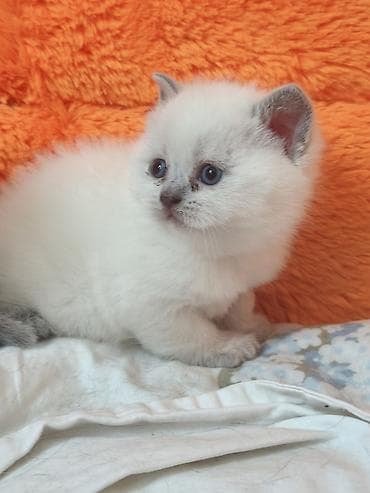 britan pişikləri: Şotland, Dişi — 2