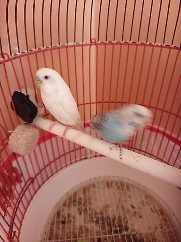 yarasa yuvası fiyatı: Ana Ata 2 balalar 10 15 gunen sora yuvadan çıxacaqlar qəfəsin qutusun — 3